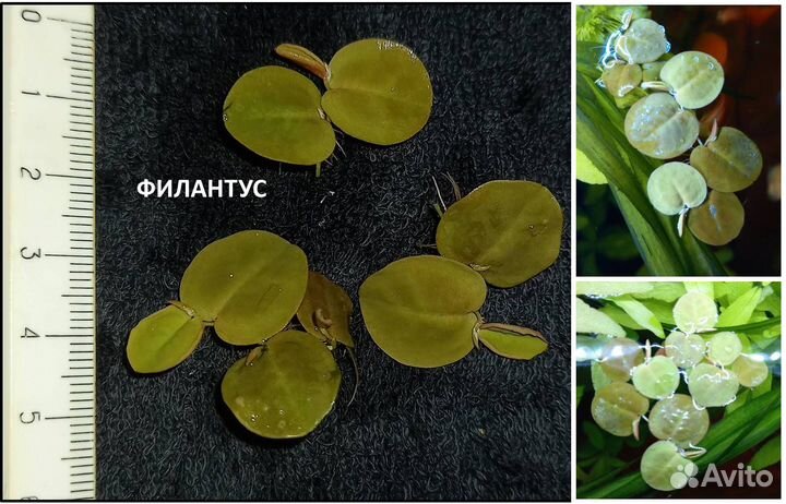 Живые растения для аквариума