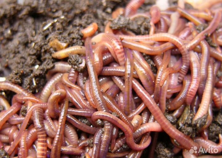 Калифорнийские черви