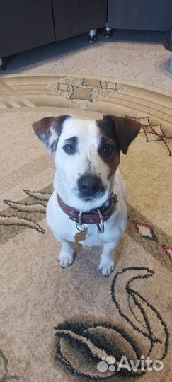 Вязка собак