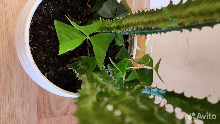 Молочай трёхкратный с кислицей