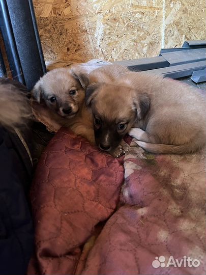 Собака в добрые руки щенок