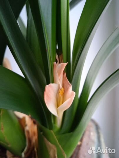 Clivia) Кливия