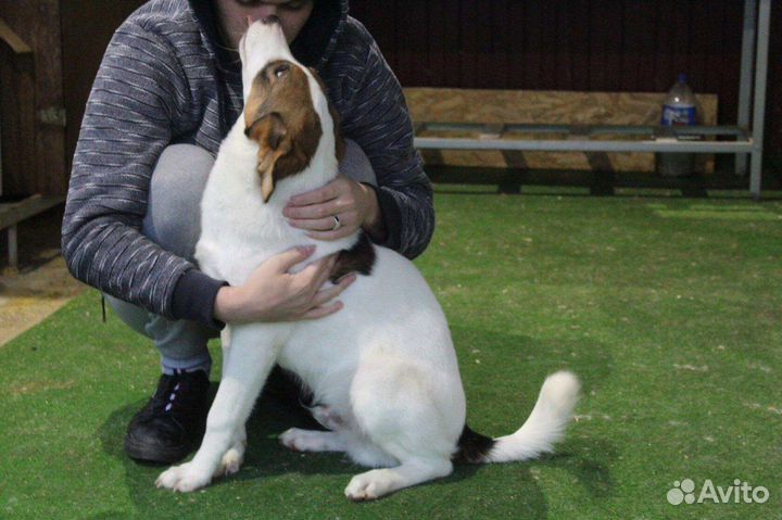 Щенок Пирожок в добрые руки