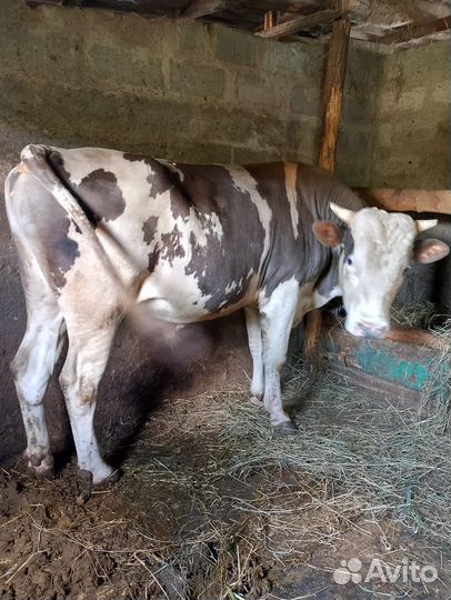 Быки на мясо