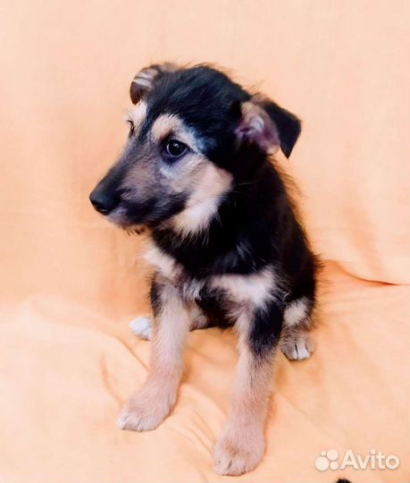 Дворняжки в дар