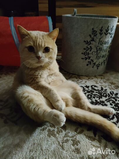 Британский кот вязка