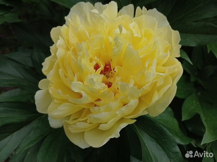 Желтые и другие пионы ито - гибриды