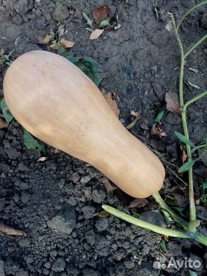 Тыква гитара