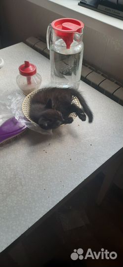 Котята отдам бесплатно