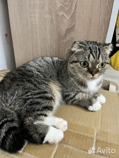 Отдам в хорошие руки кошечку