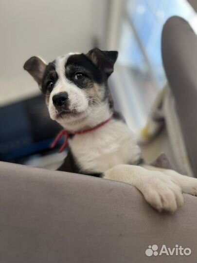 Щенки в дар