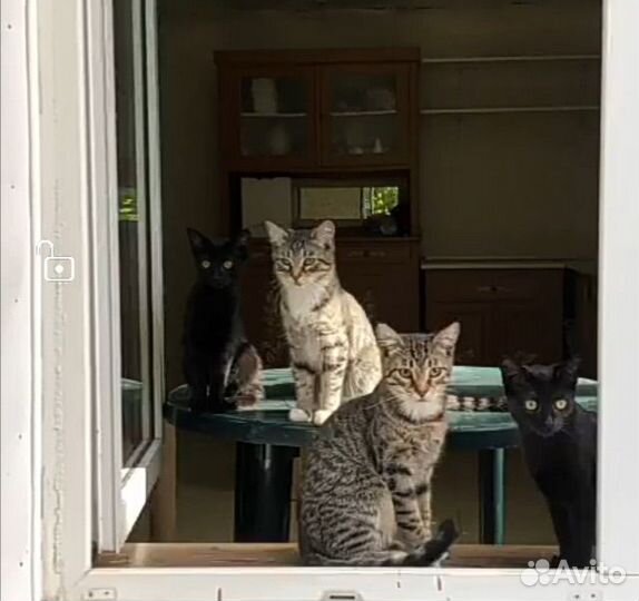 Котята в добрые руки