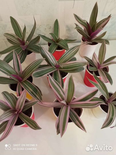 Традесканция 