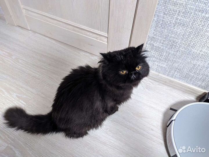 Персидская