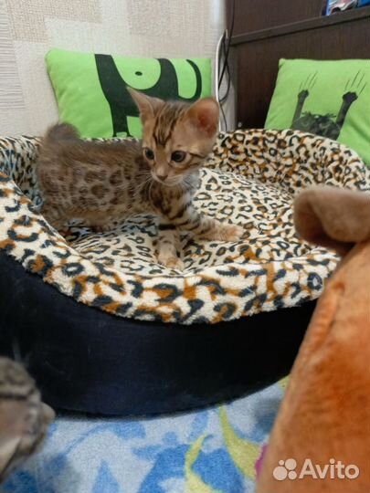 Бенгальские котята