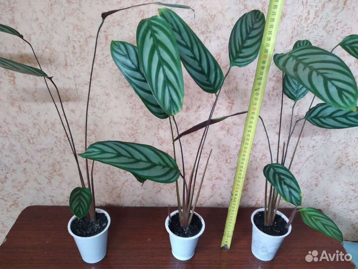 Цветы комнатные растения