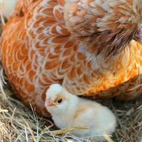 Инкубационное яйцо падуан, Малоярославец