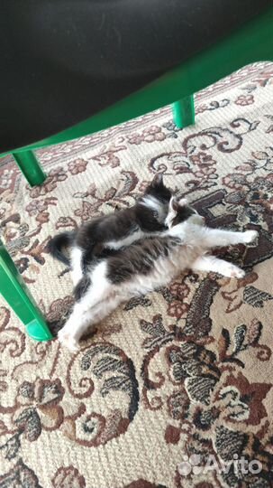 Домашние животные кошки