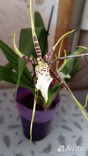 Орхидея Брассия цветущая