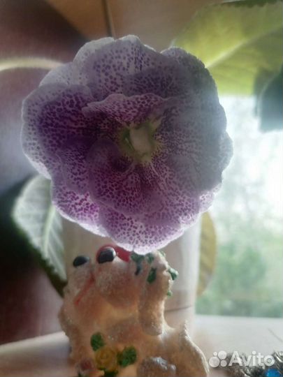 Глоксинии лист на срезку