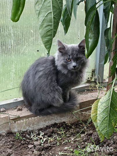 Котик ищет свой дом