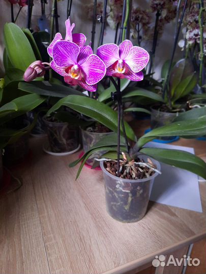 Орхидея мультифлора