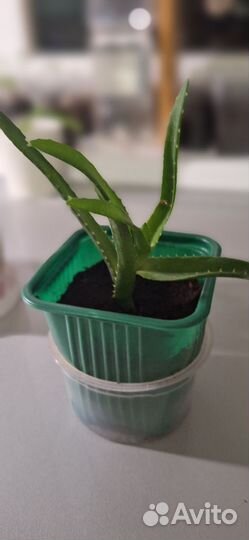 Алоэ древовидный лечебный