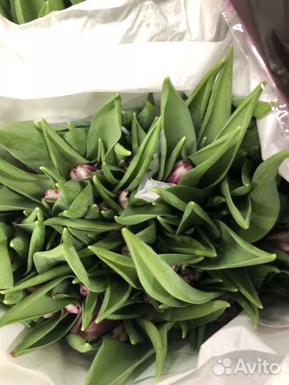 Тюльпаны, букеты, доставка, цветы