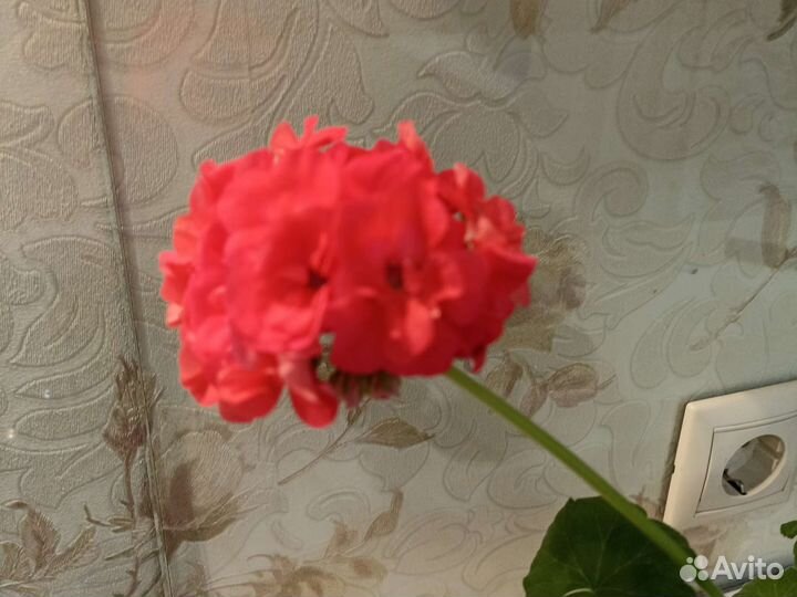 Герани, пеларгония (красная, розовая)