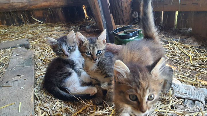 3 маленьких котенка