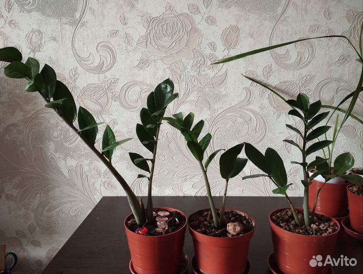 Замиокулькас