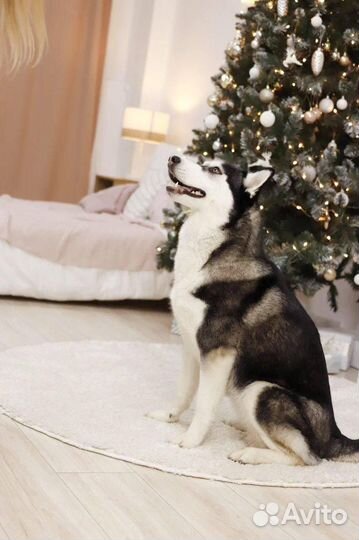 Сибирский хаски