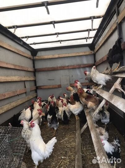 Петухи Домашние кубанскиекуры Несушки