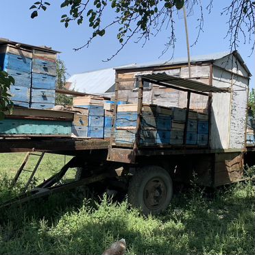 Пчелопавильон