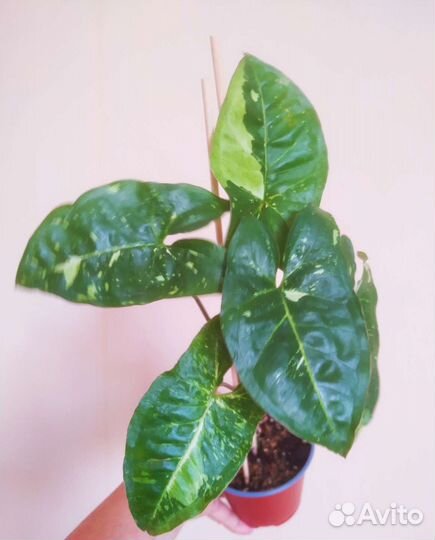 Сингониумы