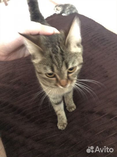 Кошка в дар бесплатно