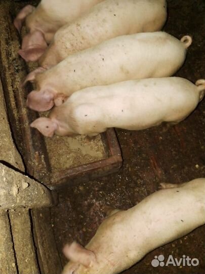 Поросята