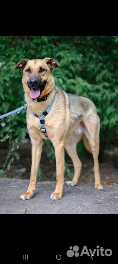 Молодой пёс из приюта