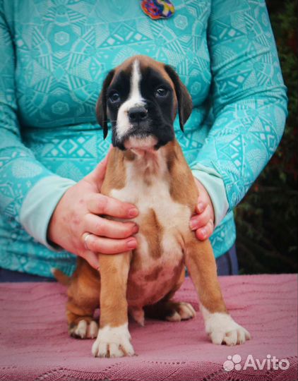 Щенки боксера с родословной