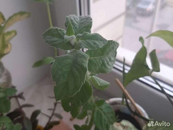 Мята перечная