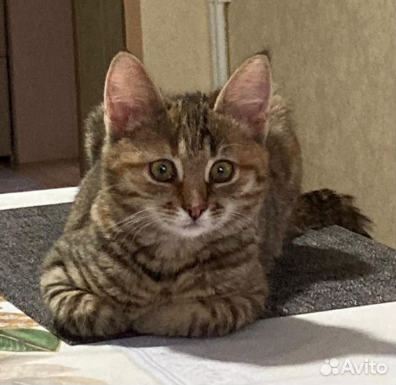 Домашние котята 3 месяца