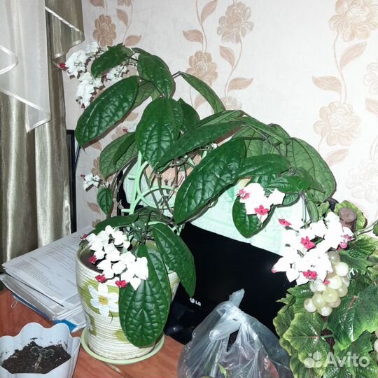 Клеродендрум