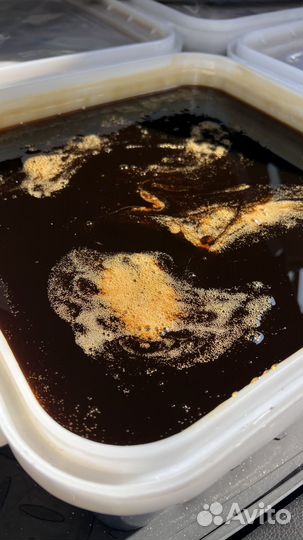 Молочай мед