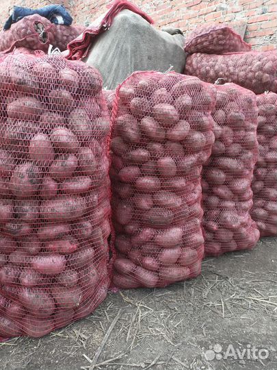 Продам картофель