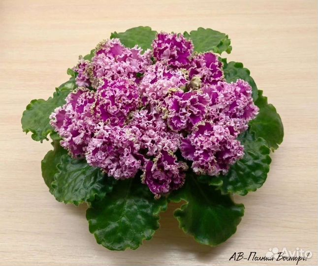 Детки сортовых фиалок