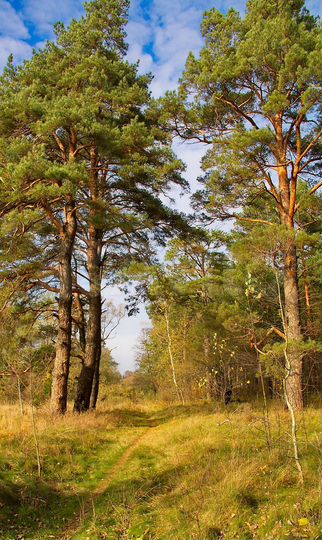 Участок 15 сот. (ИЖС)