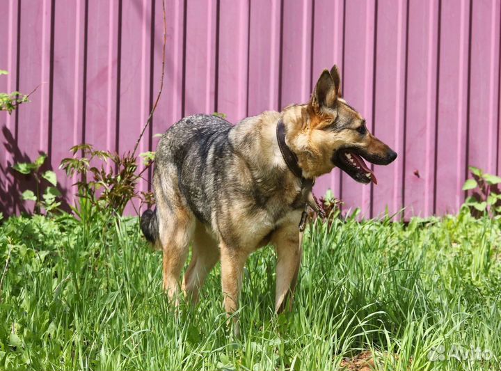 Шикарная Бетта, стерилизована