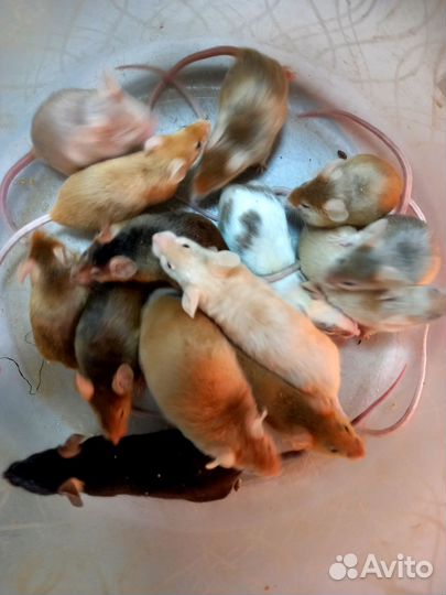 Сатиновые мыши