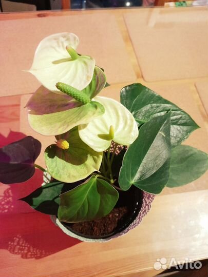 Пальма Арека