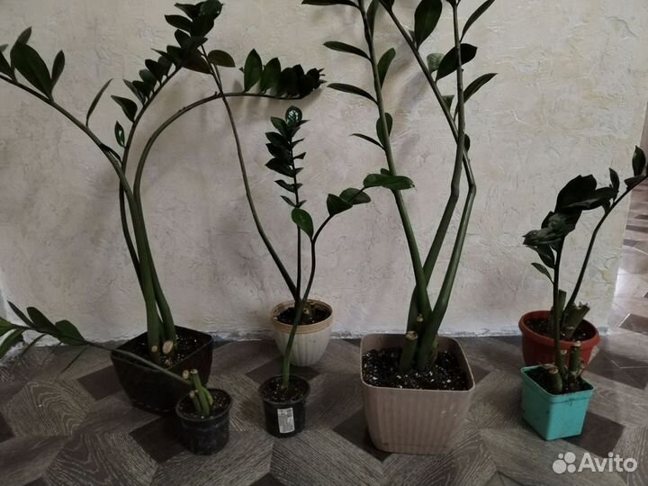 Замиокулькас